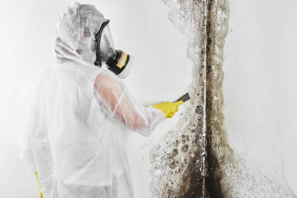 Best Residential Mold Remediation in Colona, IL