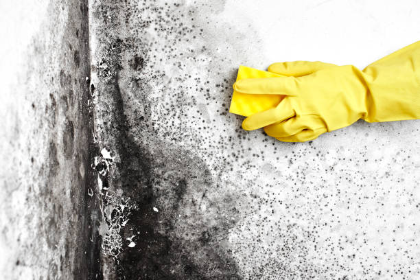 Best Bathroom Mold Remediation in Colona, IL