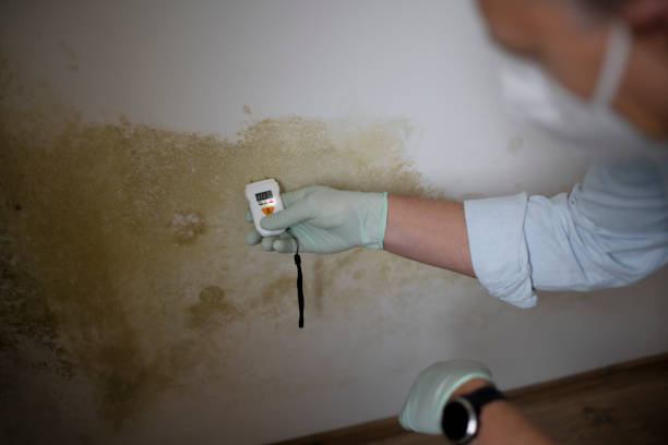 Best Kitchen Mold Remediation in Colona, IL