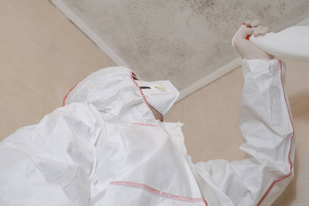 Best Industrial Mold Remediation in Colona, IL