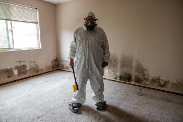 Best White Mold Remediation in Colona, IL