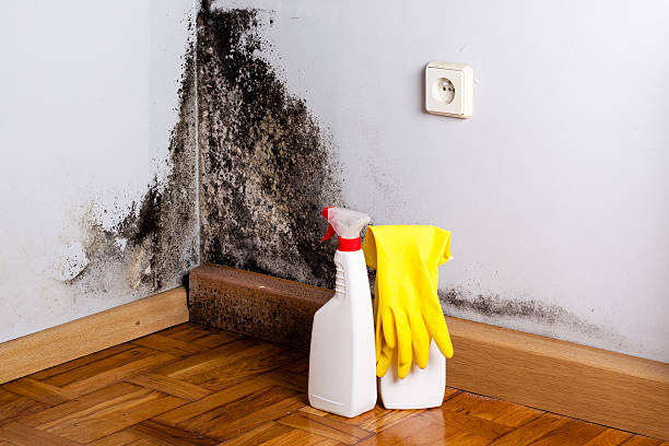 Best Basement Mold Remediation in Colona, IL