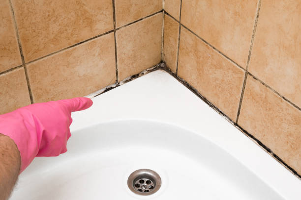 Best HVAC Mold Remediation in Colona, IL